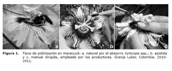 Figura%201.jpg