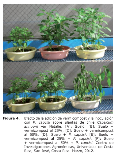 Figura%204.jpg