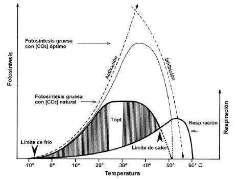 	Cambios en las tasas de fotosíntesis y de respiración, y el balance de carbono de las plantas cuando estas son cultivadas bajo [CO2] natural y óptimas más elevadas (traducida de Larcher, 1980). 