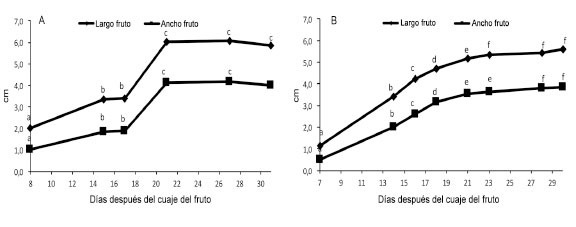 Largo y ancho de los frutos de tacaco ( Sechium tacaco  (Pittier) C. Jeffrey), con espinas (A) procedentes de El Yas de Paraíso, cosechados entre julio y agosto de 2014; sin espinas (B) procedentes de La Flor de Paraíso, cosechados entre enero y febrero de 2015. Cartago, Costa Rica.
			Medias con letras iguales no difieren entre si, según análisis de varianza y la prueba DMS (p<0,05).