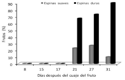 Presencia de espinas en frutos de tacaco  ( Sechium tacaco  (Pittier) C. Jeffrey), procedentes de El Yas de Paraíso, cosechados entre julio y agosto de 2014. Cartago, Costa Rica.