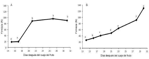 	Firmeza (N) de los frutos de tacaco ( Sechium tacaco  (Pittier) C. Jeffrey), con espinas (A) procedentes de El Yas de Paraíso, cosechados entre julio y agosto de 2014, y sin espinas (B) procedentes de La Flor de Paraíso, cosechados entre enero y febrero de 2015. Cartago, Costa Rica.