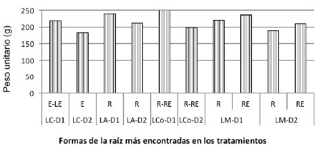 Efecto de sistemas de labranza y densidades de siembra de batata en los pesos unitarios de  raíces tuberosas. Venezuela. 2014.