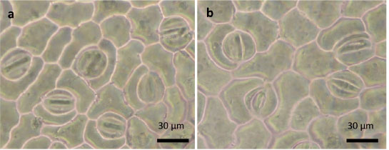 	Densidad estomática en hojas del genotipo INIFAP P5 en diferentes condiciones hídricas. a) Densidad en hojas de plantas sin estrés y b) densidad en hojas con estrés. Chiapas, México. 2013-2014.