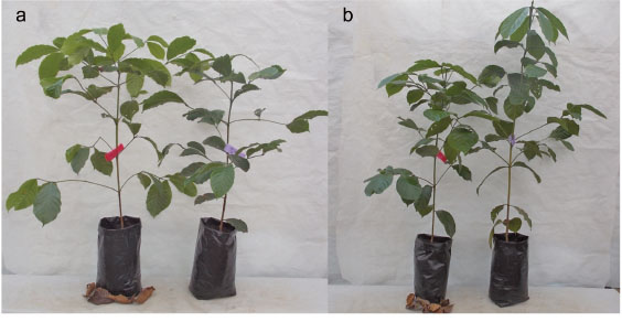 Aspecto de plantas de  C. canephora  a los sesenta días. a) INIFAP P5, plantas sometidas a estrés hídrico a punto de marchitez permanente (PMP) (izquierda) y a riego constante (derecha). b) INIFAP P4, plantas sometidas a estrés hídrico a punto de marchitez permanente (PMP) (izquierda) y a riego constante (derecha). Chiapas, México. 2013-2014.