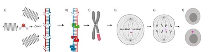 Mecanismo general de formación de micronúcleos radioinducidos