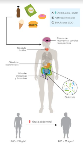 Alimentos altamente procesados y de alta palatabilidad (APAP) y las vías hacia la obesidad