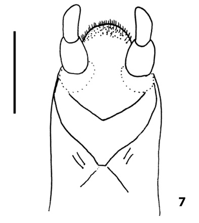 F007.psd