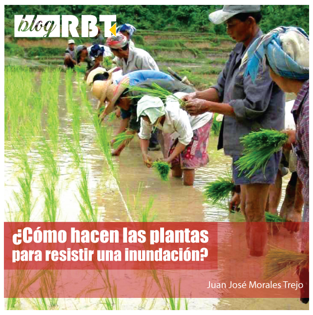 Plantando arroz en Laos. Fotografía de Stuart Ling (CC BY-SA 3.0)