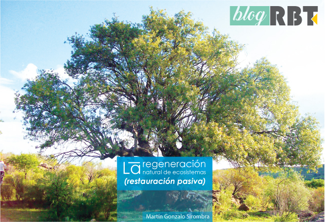 Imagen (encabezado): árbol conocido en la región como Horco Molle. Fotografía de Roberto Fiadone (CC BY-SA 3.0)