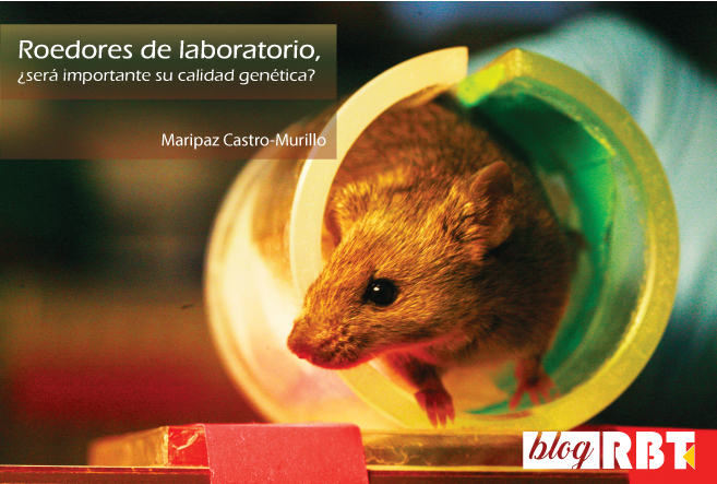 Ratón de laboratorio café. Fotografía por Rama (CC BY-SA 2.0 FR)