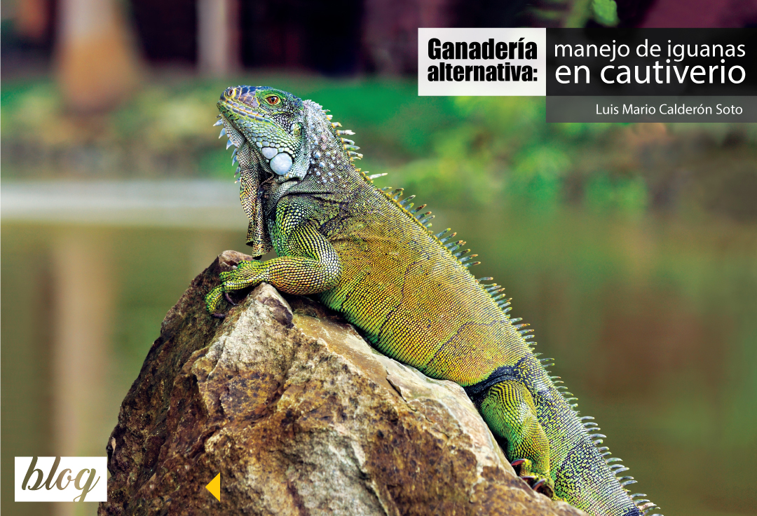 Iguana sobre roca. Fotografía por Cayambe (CC BY-SA 3.0)