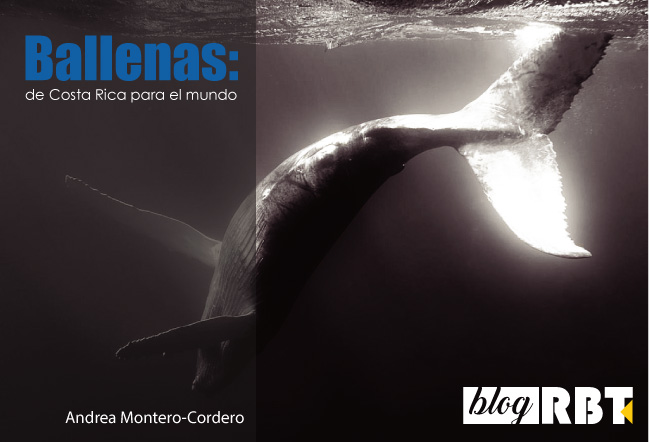 Ballena en blanco y negro. Fotografía de Christopher Michel (CC BY 2.0)