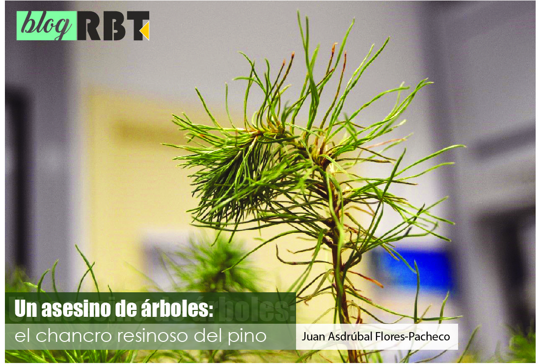 Plántula de Pinus radiata de dos años con síntomas de afectación de Fusarium circinatum. Fotografía de Juan Asdrúbal Flores-Pacheco.