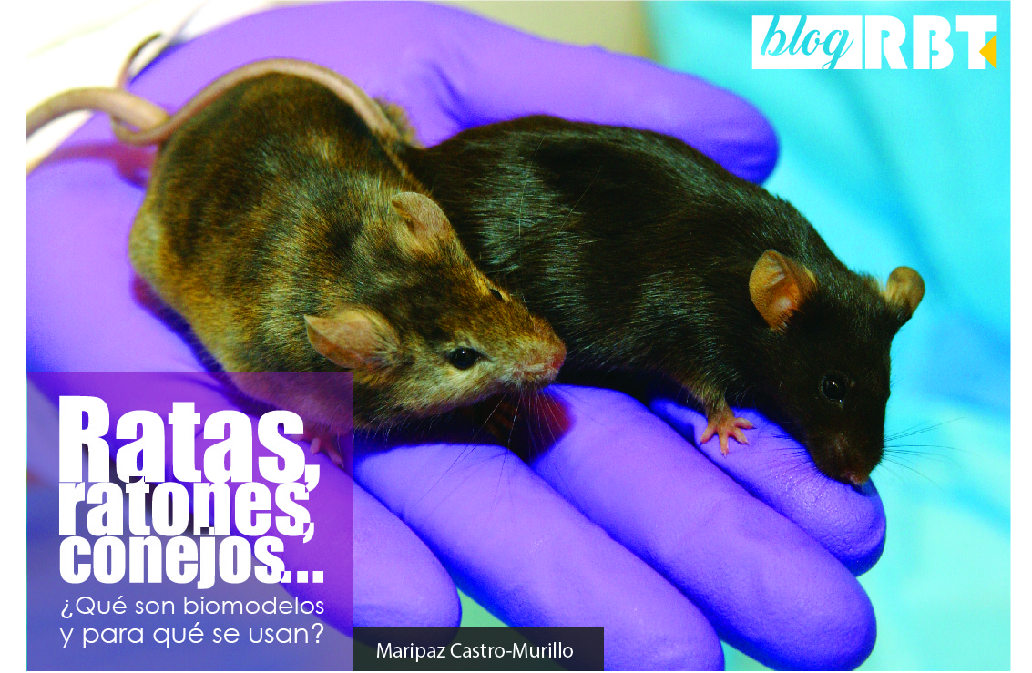 Ratones de laboratorio. Fotografía cortesía de National Human Genome Research Institute (Public Domain)