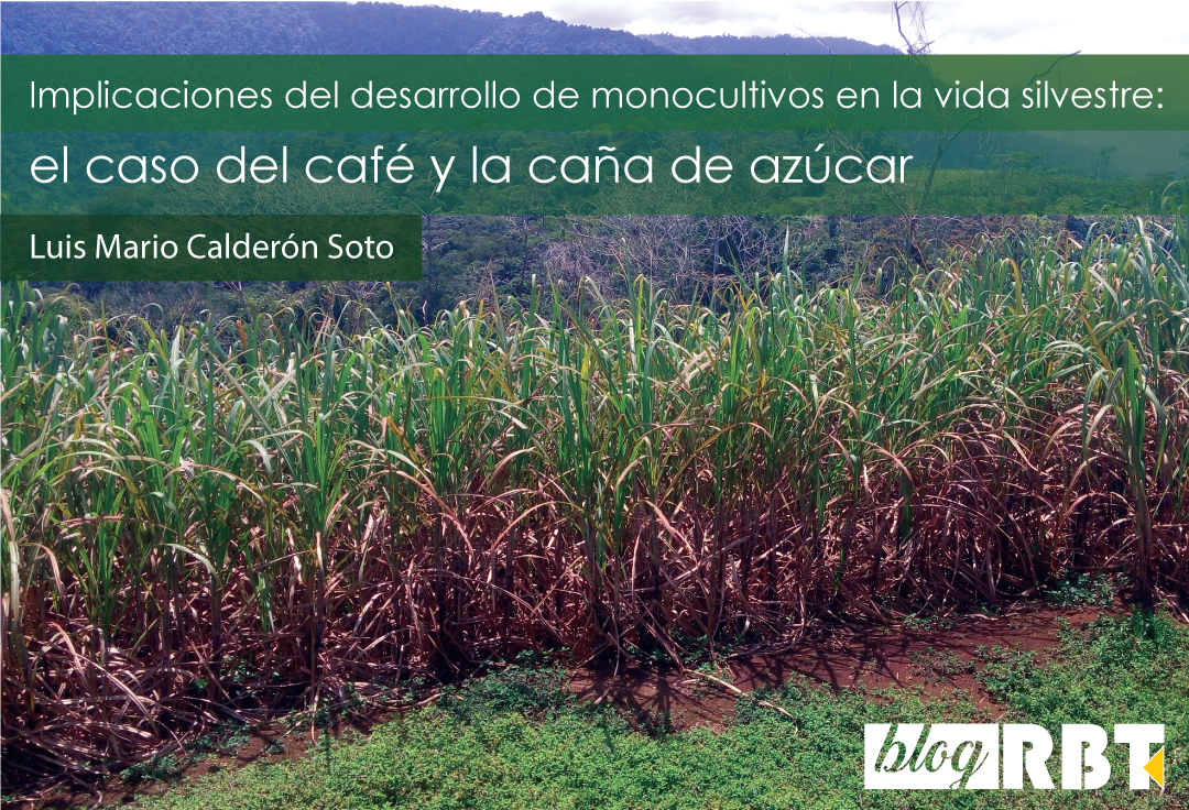 Plantación de caña de azúcar. Fotografía de Luis Mario Calderón Soto