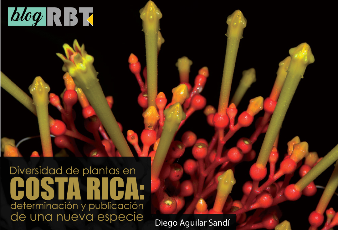 Planta Isertia haenkeana en floración. Fotografía de Reinaldo Aguilar (CC BY-NC-SA 2.0)