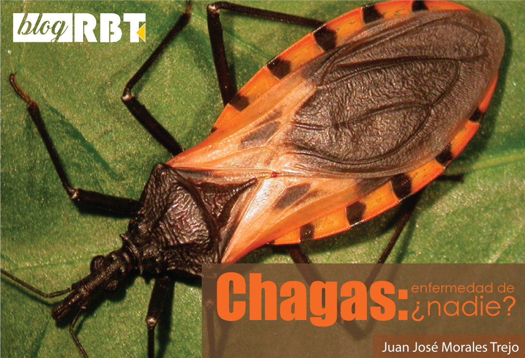 Individuo adulto de la especie Triatoma dimidiata en Colombia. Fotografía de Felipe Guhl (PLoS Neglected Tropical Diseases, Issue Image, Vol. 2(5) May 2008)