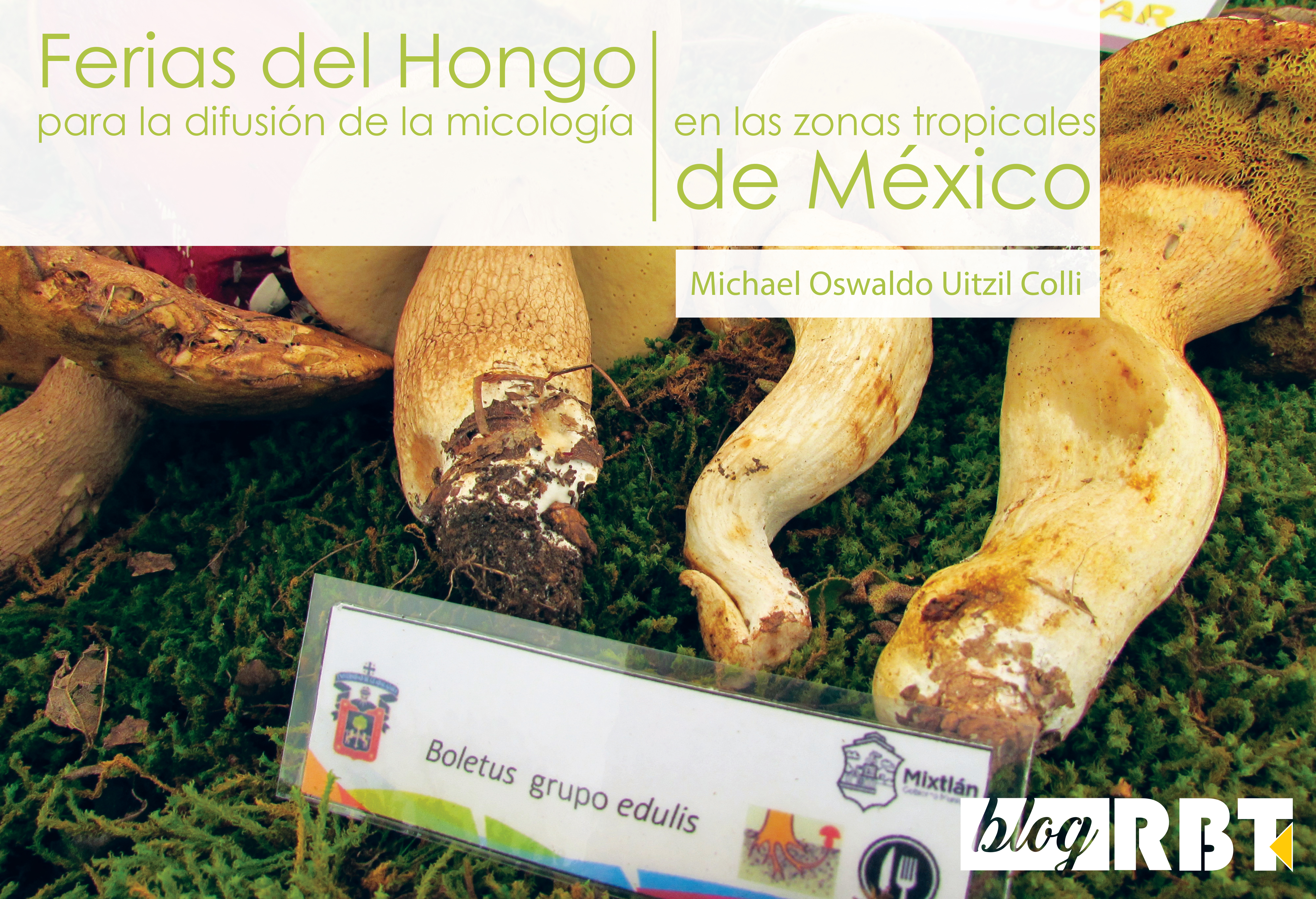 Muestra de hongos del género Boletus durante una exposición de hongos en Mixtlán, Jalisco. Fotografía de Michael Oswaldo Uitzil Colli