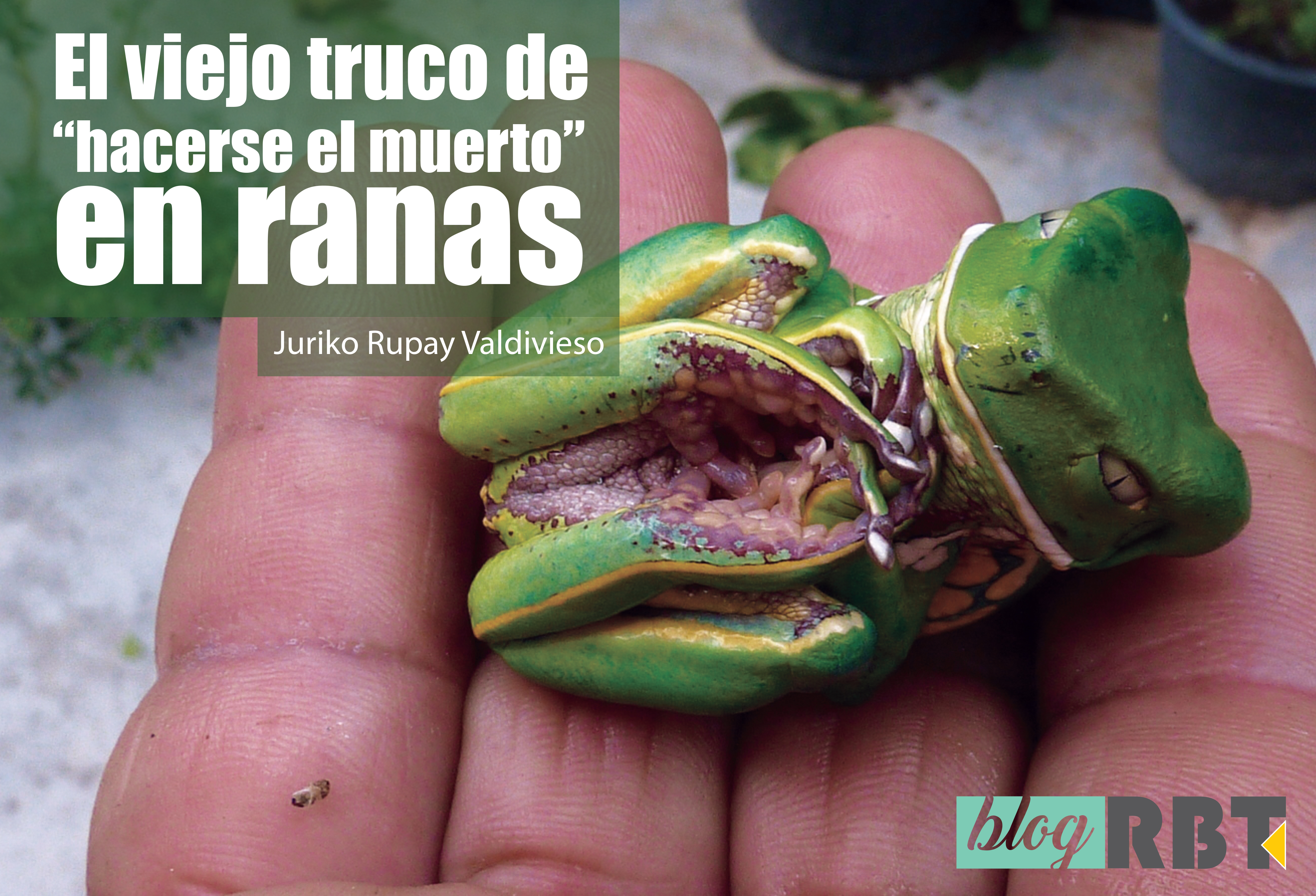 Phyllomedusa bahiana en la posición de contracción en Bahía, Brasil. Fotografía de Alex Popovkin (CC BY 2.0)