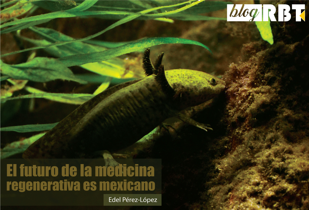 Axolotl (Ambystoma mexicanum) en acuario, vista lateral. Fotografía de Vassil (Dominio Público)