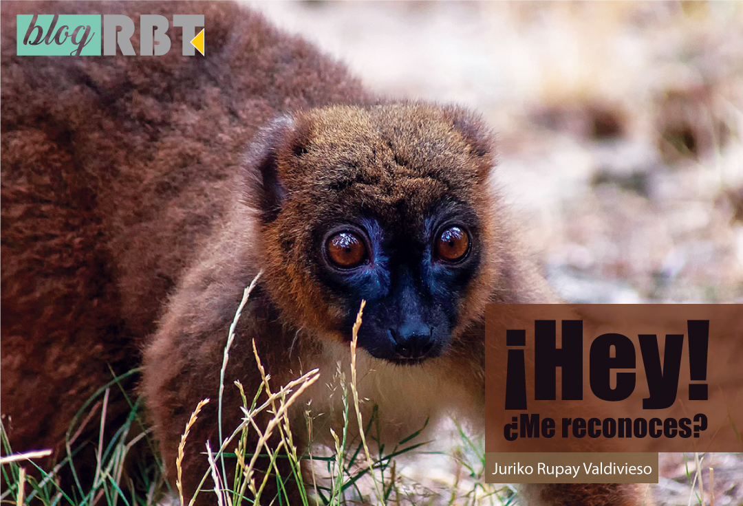 Lemur de vientre rojo (Eulemur rubriventer). Fotografía de Ouwesok (CC BY-NC 2.0)