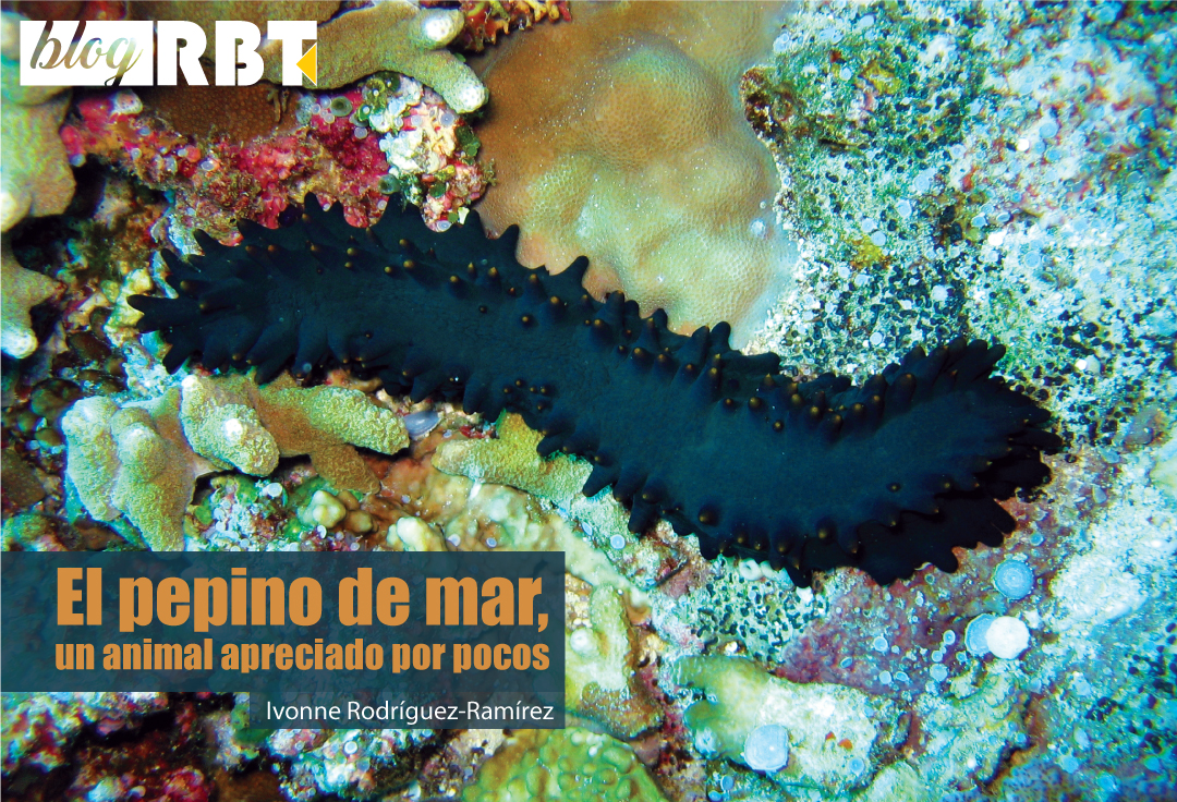 Un pepino de mar (Stichopus chloronotus) en el arrecife de Apo, Filipinas. Fotografía de Dr. Dwayne Meadows - NOAA/NMFS/OPR, National Oceanic and Atmospheric Administration/Department of Commerce