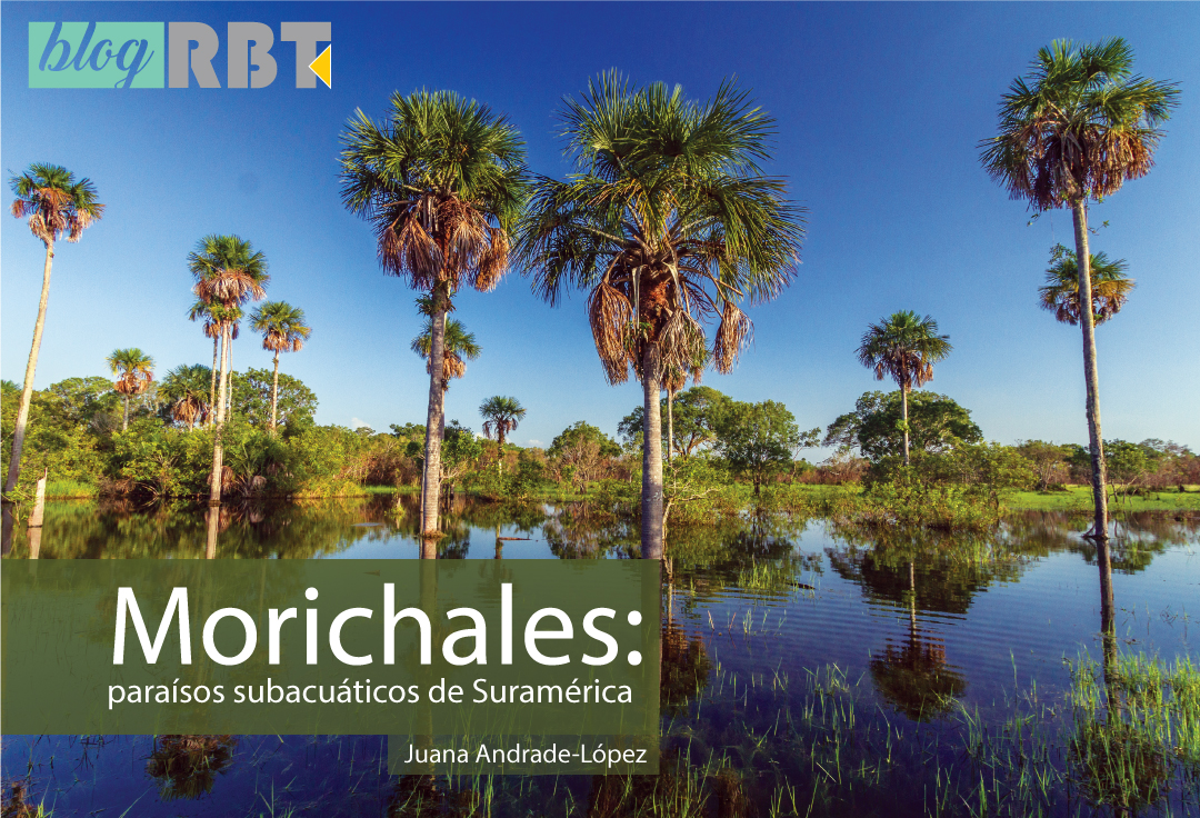 Morichal en Colombia. Fotografía de Juan Pablo Bueno / Shutterstock