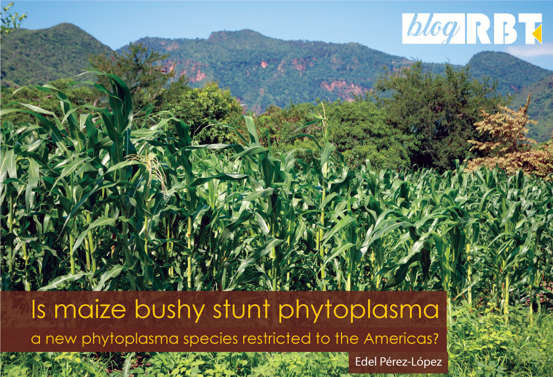 Maize field in Nayarit, Mexico. Photo by Eloise Phipps/CIMMYT (CC BY-NC-SA 2.0)