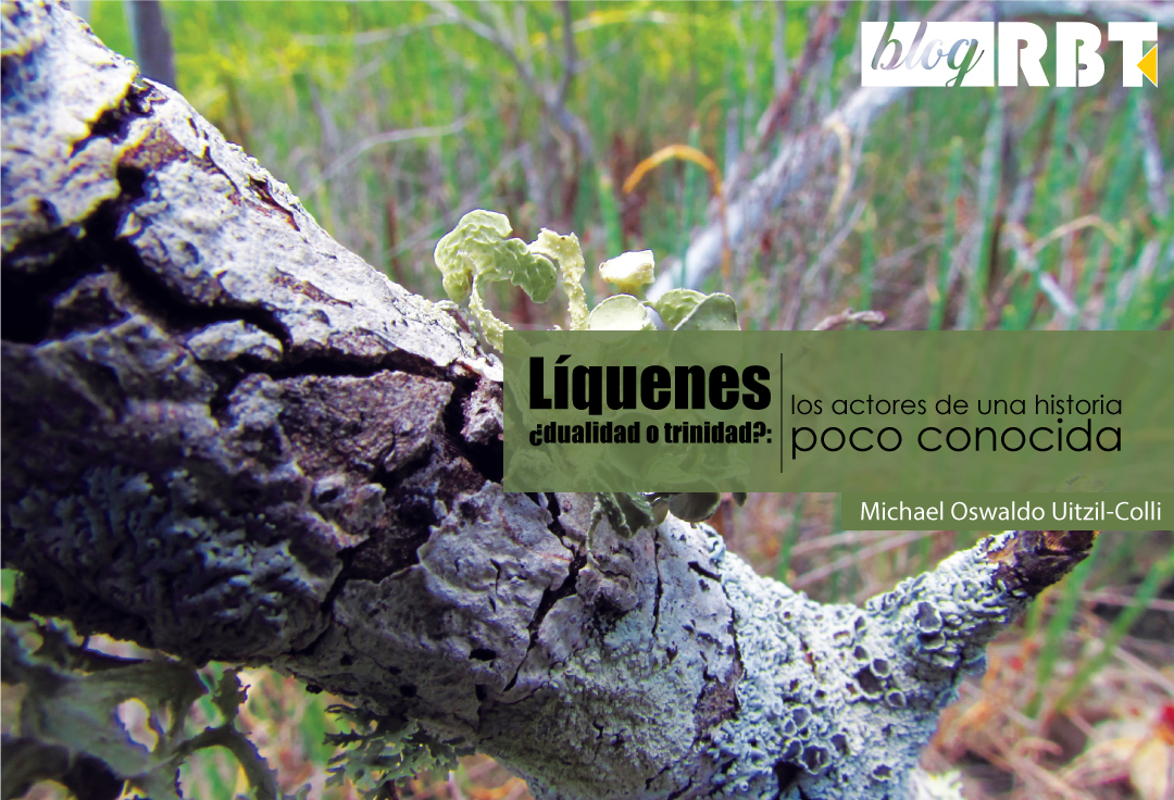 Liquen epífito y fruticuloso Ramalina complanata, color verde. Fotografía de Michael Oswaldo Uitzil Colli