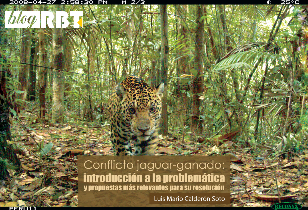 Jaguar, Panthera onca, en Perú. Crédito: eMammal (CC BY-NC-SA 2.0)