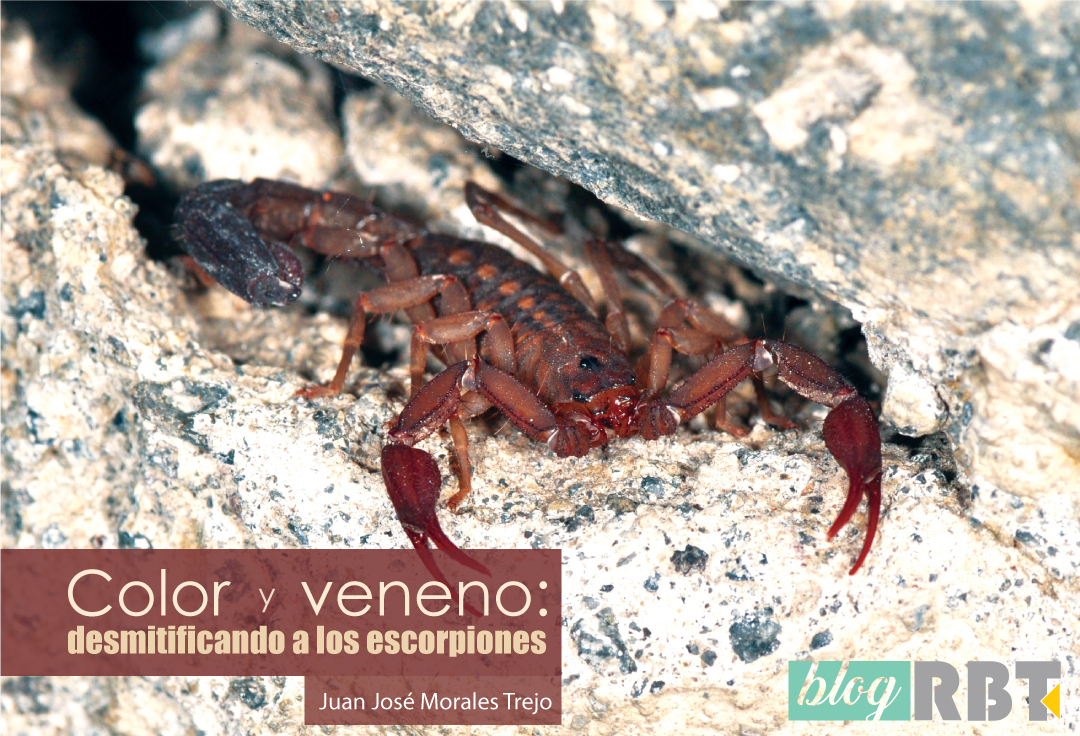 Escorpión dentro de una grieta en Cuernavaca, México. Fotografía de Pavel Kirillov (CC BY-SA 2.0)