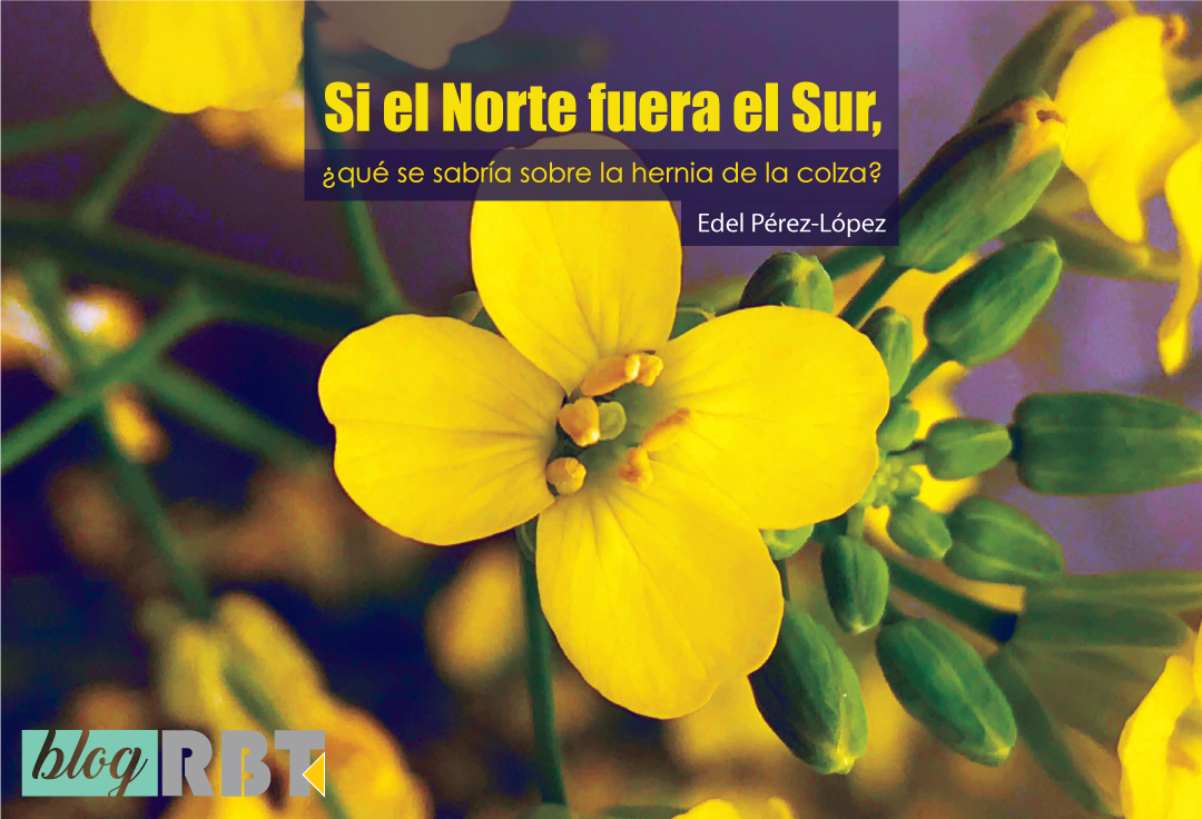 Flor amarilla de la colza. Fotografía de Edel Pérez-López