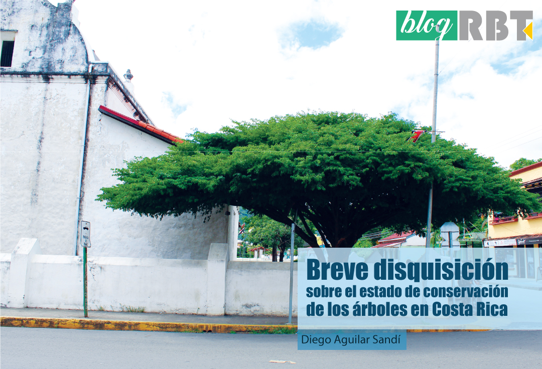 Guayacán real (Guaiacum sanctum, Zygophyllaceae) en la esquina de la iglesia colonial de San Blas, Nicoya; árbol en peligro de extinción y vedado en Costa Rica. Fotografía de Elder Gómez O. para blogRBT