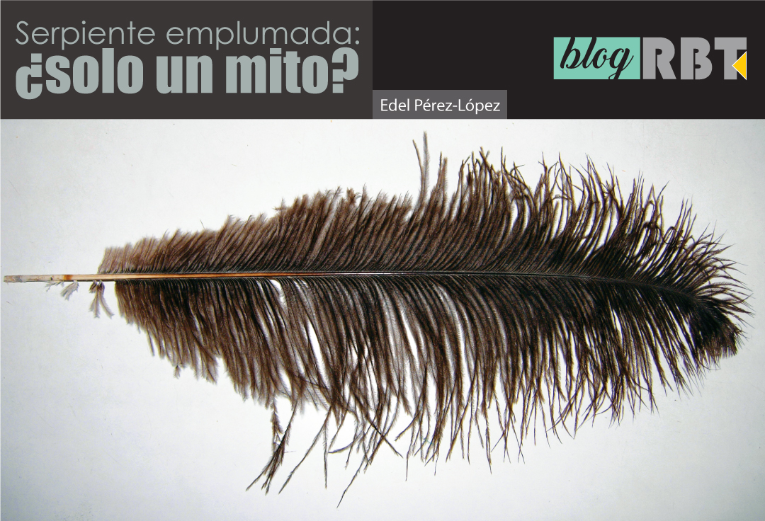 Pluma de ave. Fotografía de Shadster (CC BY-SA 3.0)