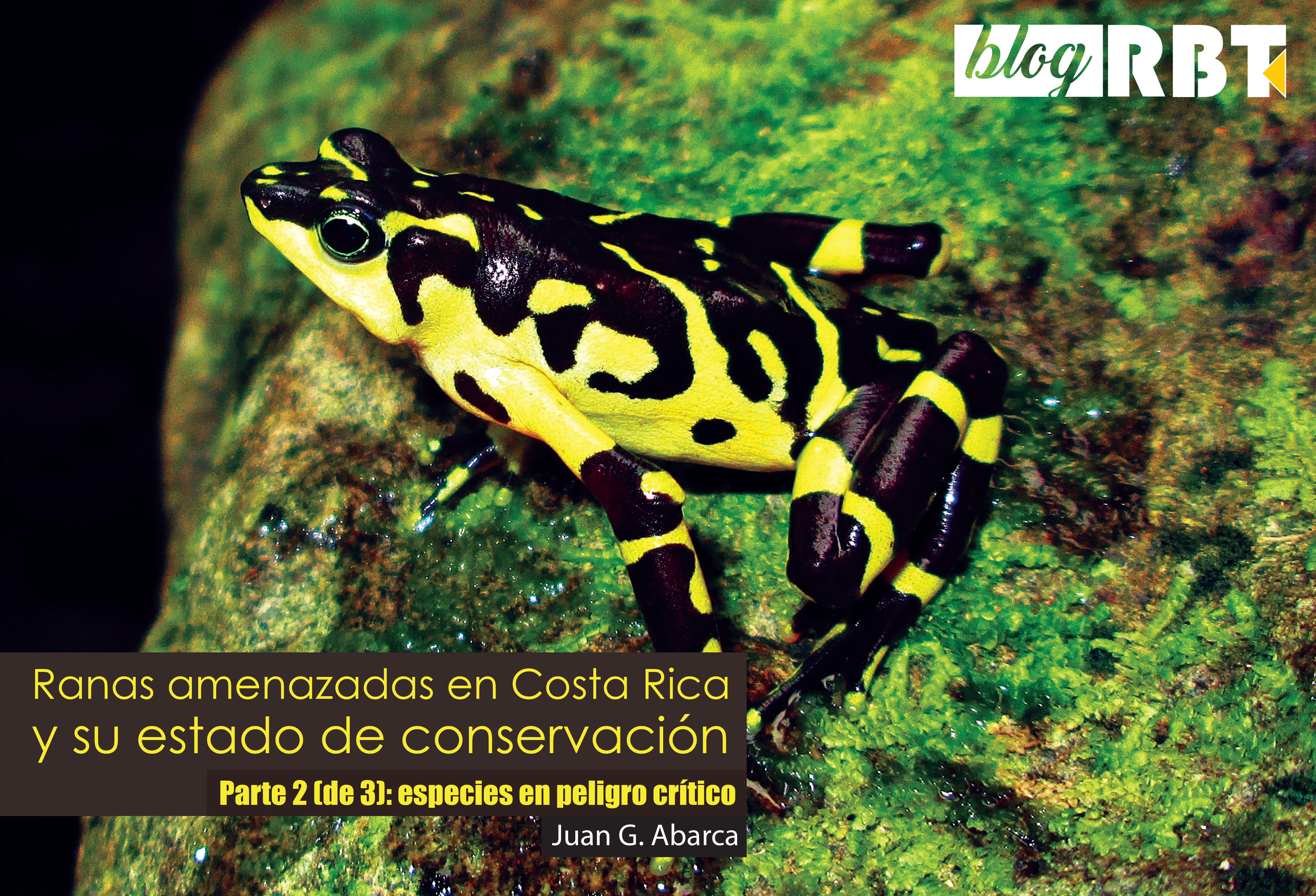 Sapo arlequín variable, Atelopus varius (color amarillo y negro). Fotografía de Juan G. Abarca