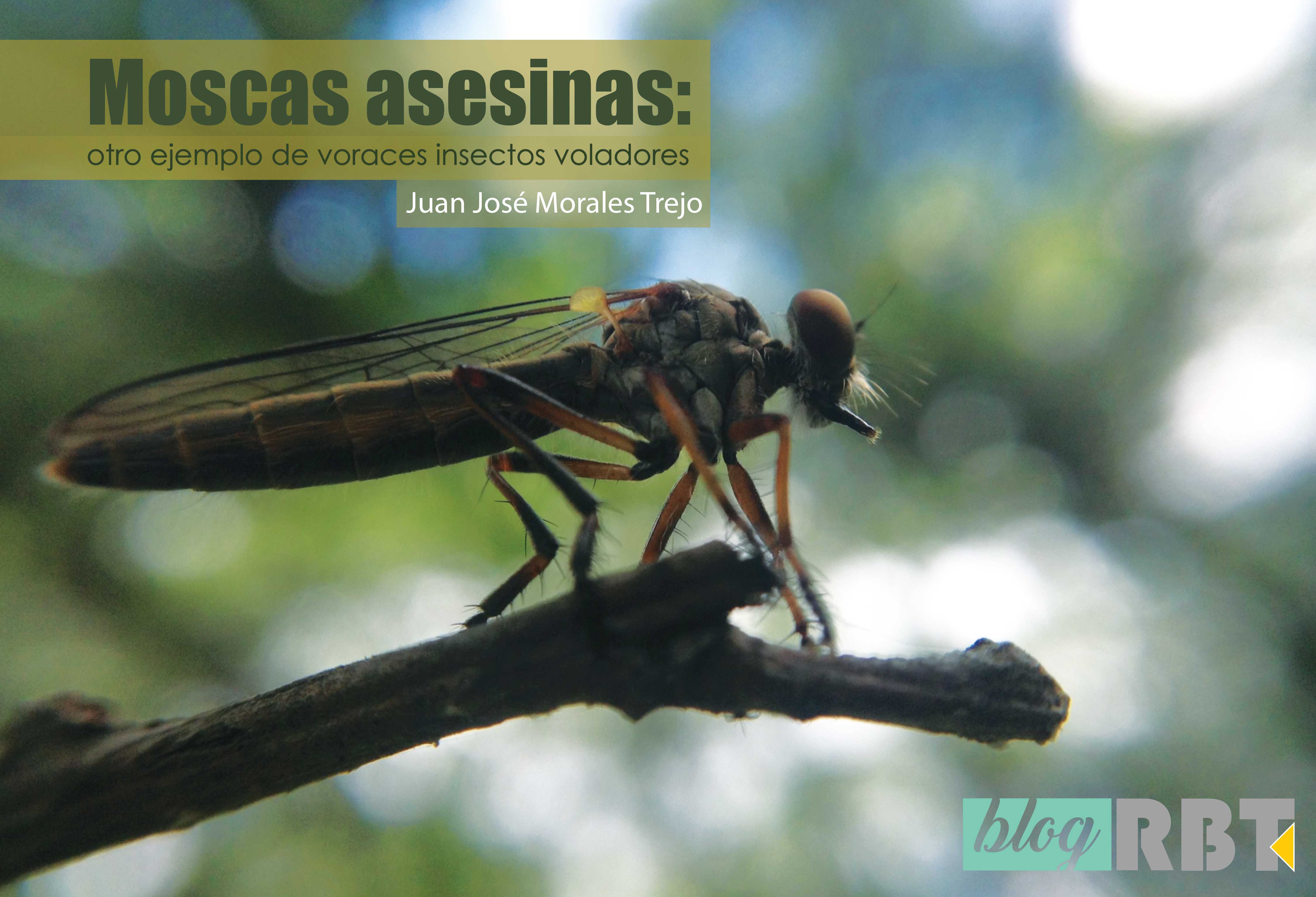 Mosca asesina de la subfamilia Asilinae sobre un tallo en el Parque Estatal Flor del Bosque, Puebla, México. Fotografía de Juan Mt (modificada, CC BY-NC-SA 4.0)