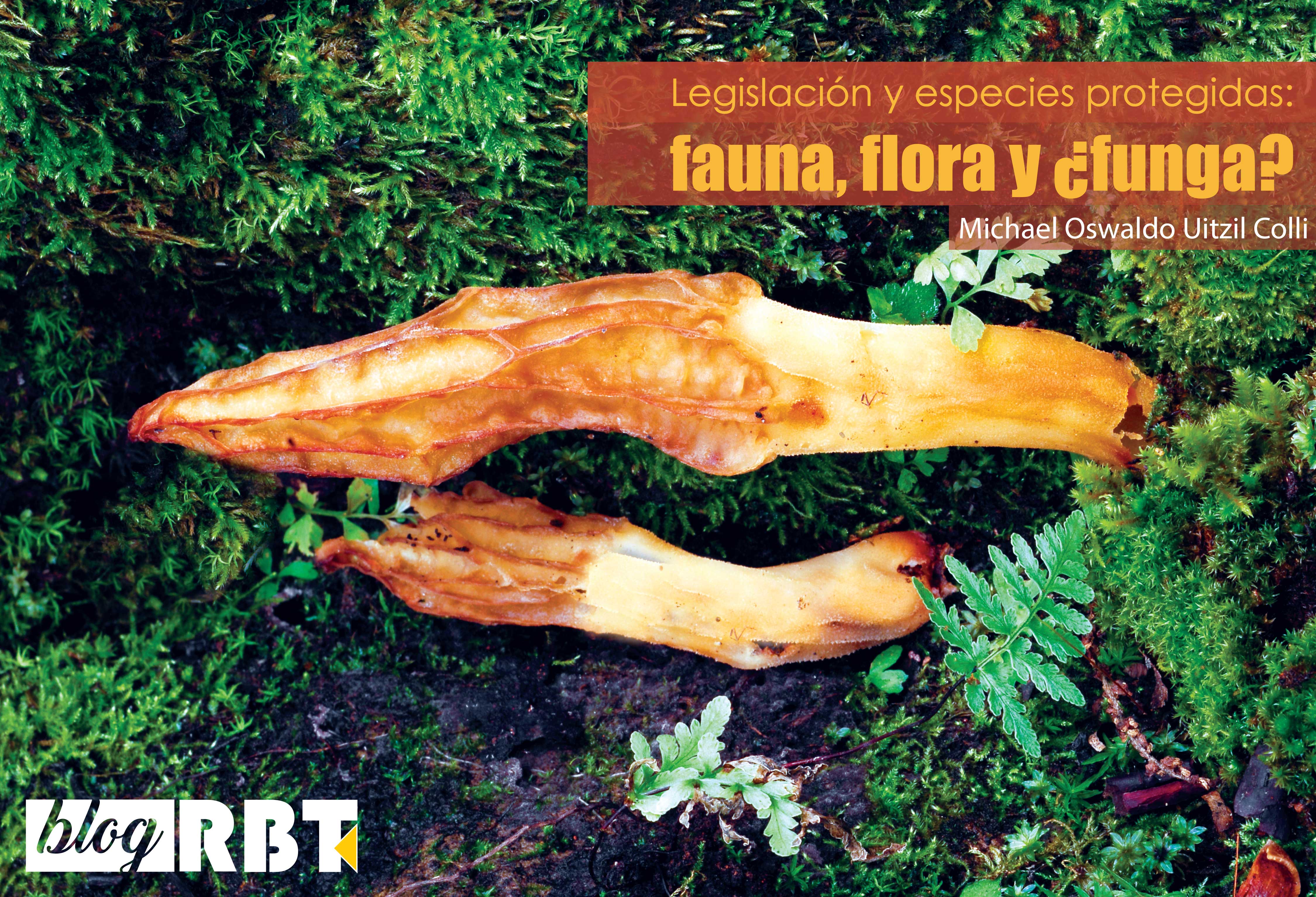 Ascoma de Morchella rufobrunnea (especie protegida por NOM-059-SEMARNAT-2010, México) sobre musgo. Fotografía de Laura Guzmán-Dávalos