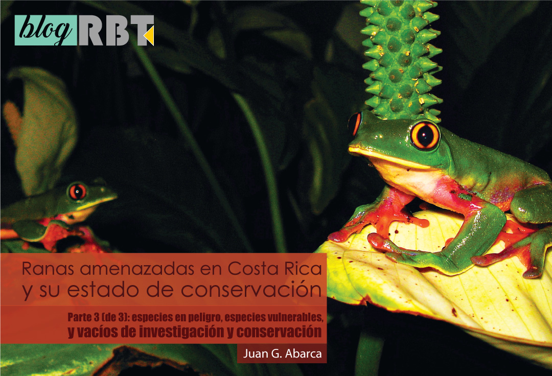 Dos ranas de cafetal Agalychnis annae sobre vegetación. Fotografía de Juan G. Abarca