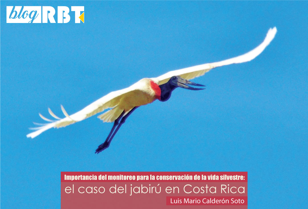 Jabirú en vuelo en Santa Cruz, Guanacaste, Costa Rica. Fuente: Roy Vallejos