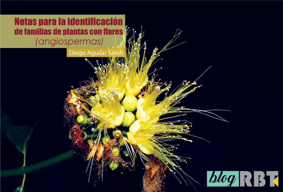 Flores amarillas del árbol de ajo (Caryocar costarricense, Caryocaraceae). Fuente: Reinaldo Aguilar (CC BY-NC-SA 2.0)