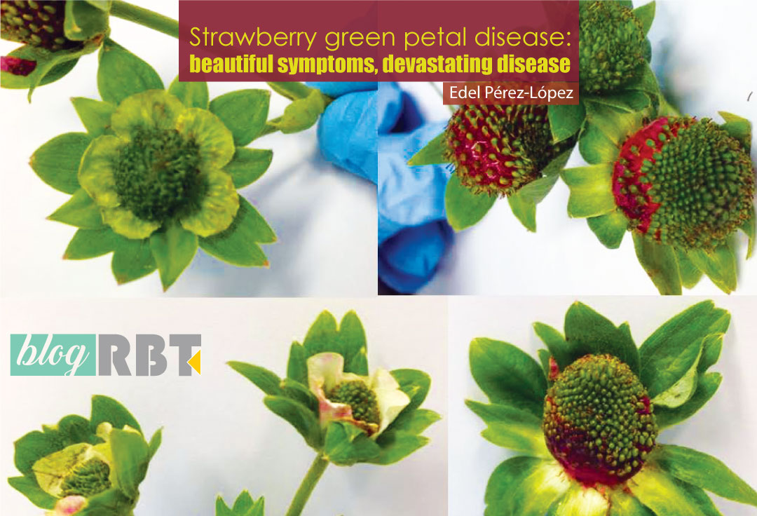Strawberry green petal disease symptoms. Source: Edel Pérez-López