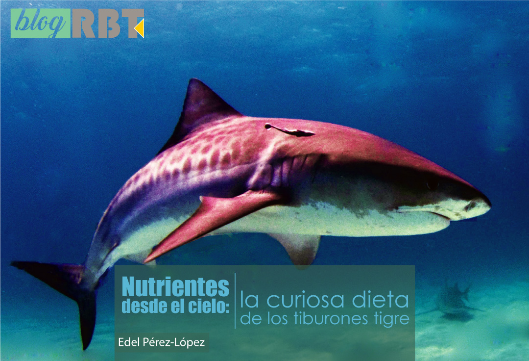 Tiburón Tigre (Galeocerdo cuvier). Fuente: Albert kok (CC BY-SA 3.0)
