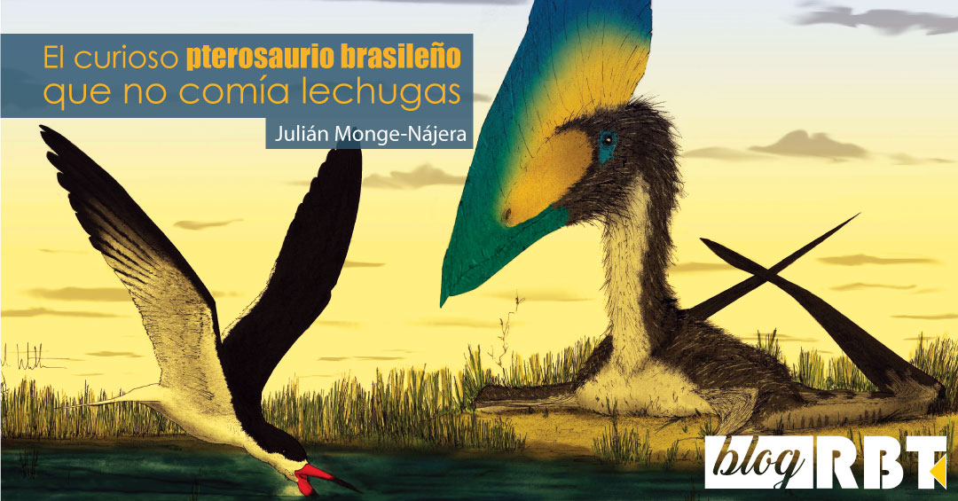 Un pterosaurio Thalassodromeus (derecha) y un rayador Rynchops buscando alimento (izquierda). Fuente: Mark Witton (CC BY 4.0) / Cuadros de texto añadidos [Gross, L. (2007) PLoS Biol 5(8): e217.]