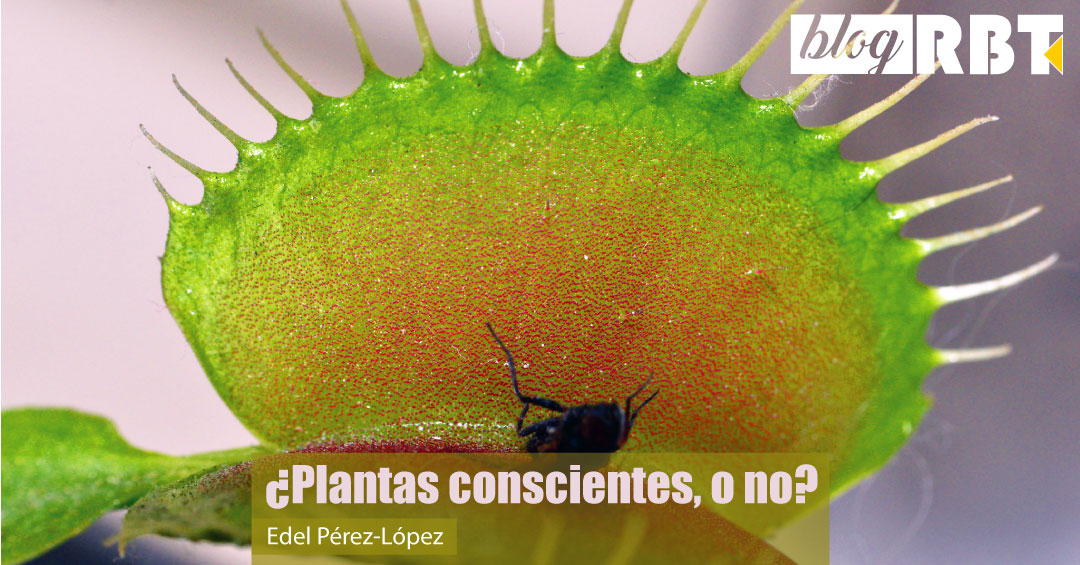 Planta carnívora con insecto capturado. Fuente: Hugo A. Quintero G. (CC BY 2.0)