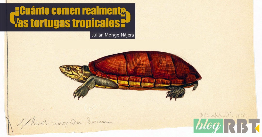 Ilustración de la tortuga Kinosternon scorpioides. Fuente: Ernst Mayr Library (CC BY-NC-SA 2.0)