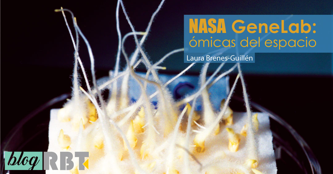 Crecimiento de plántulas en una placa de Petri durante una misión espacial. Fuente: NASA's Marshall Space Flight Center (CC BY-NC 2.0)
