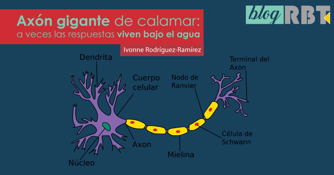Ilustración de neurona. Fuente: US Federal, trad. Acracia (CC BY-SA 3.0)