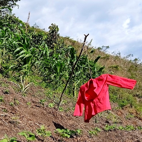 Espantapájaros ubicado en el cultivo del frijol y el maíz. Fotografía de Marlyn P. Maca. Sánchez, diciembre, 2021
