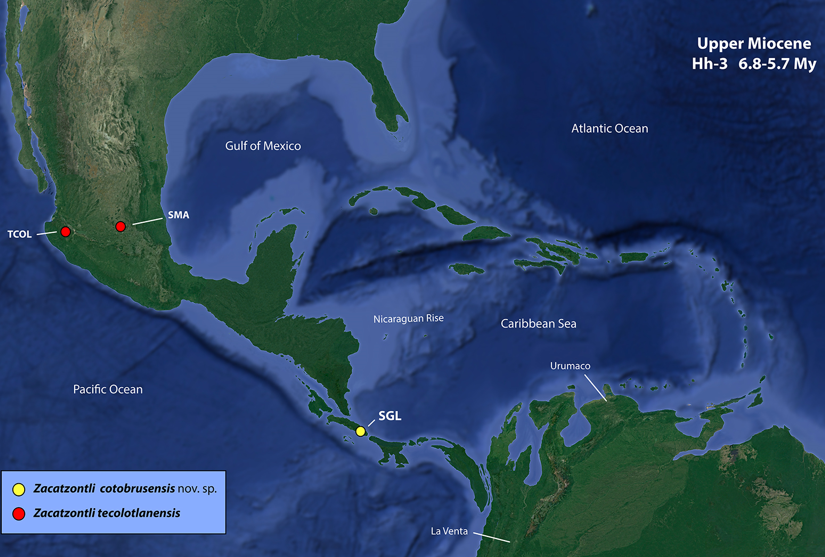Hypothetical paleogeographical reconstruction of the Caribbean Region, Gulf of Mexico and North West of South America at the Upper Miocene. SGL: San Gerardo de Limoncito Locality and site of the found of Zacatzontli cotobrusensis nov. sp. at the Curré Formation. TCOL and SMA correspond to the localities of Tecolotlán and San Miguel de Allende Basins where Zacatzontli tecolotlanensis has been found